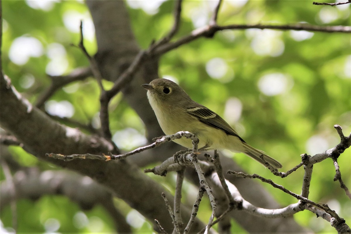 Hutton's Vireo - ML222511931