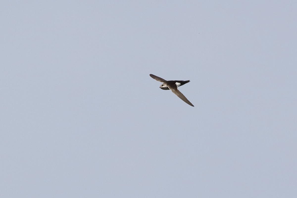 White-throated Swift - ML222512021