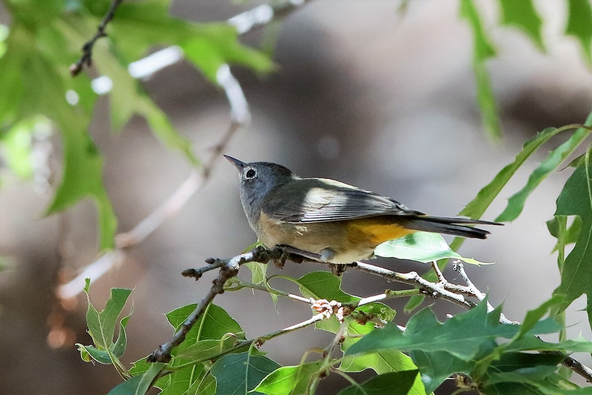 Colima Warbler - ML222512201