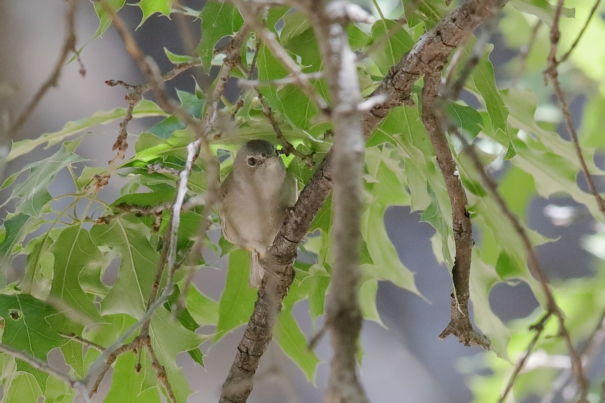 Colima Warbler - Holger Teichmann