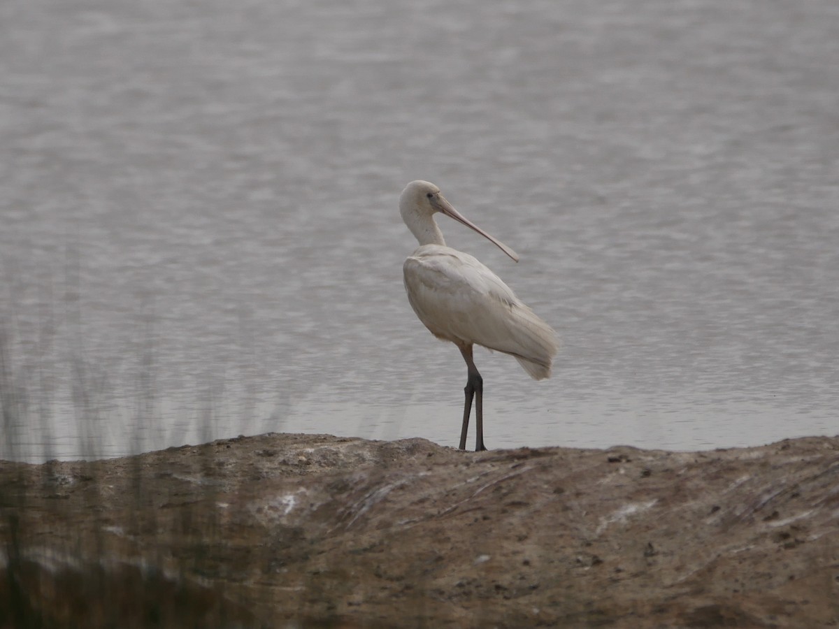 Yellow-billed Spoonbill - ML222513651