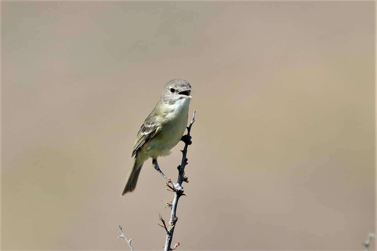 Bell's Vireo - ML222514001