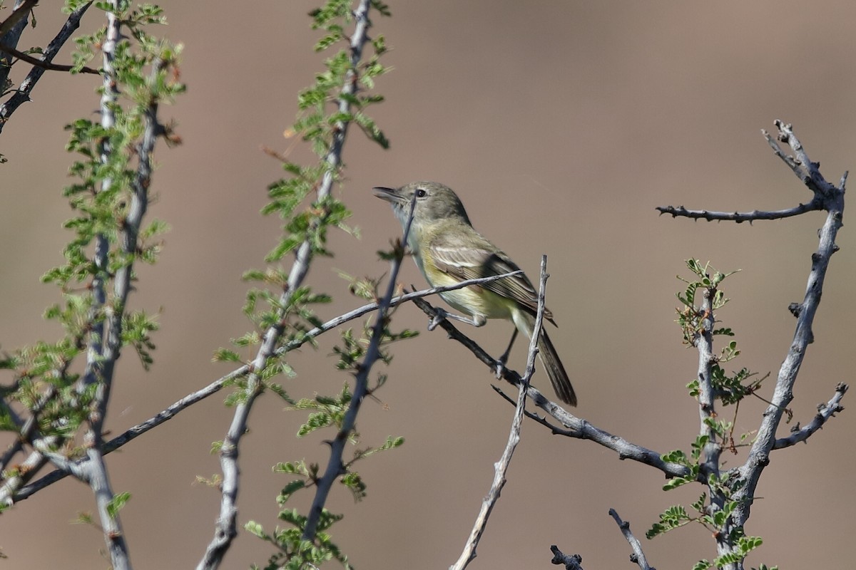 Bell's Vireo - ML222514061