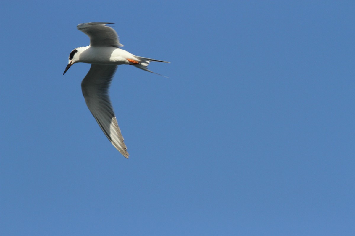 Forster's Tern - ML222515381