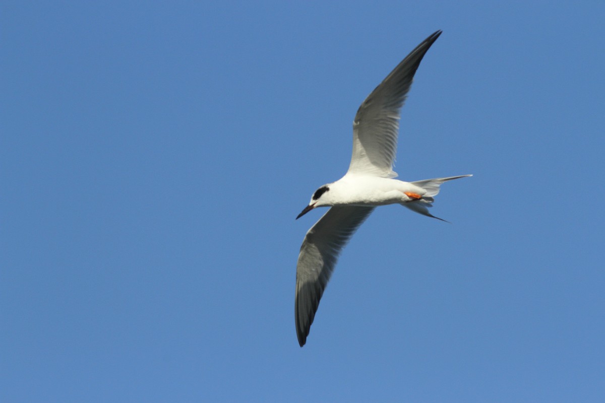 Forster's Tern - Larry Sirvio