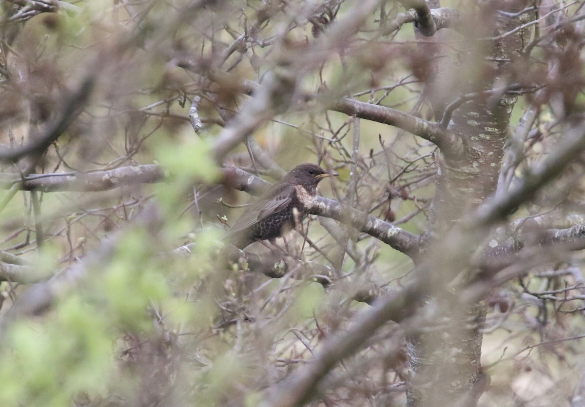 kos horský (ssp. torquatus) - ML222515611