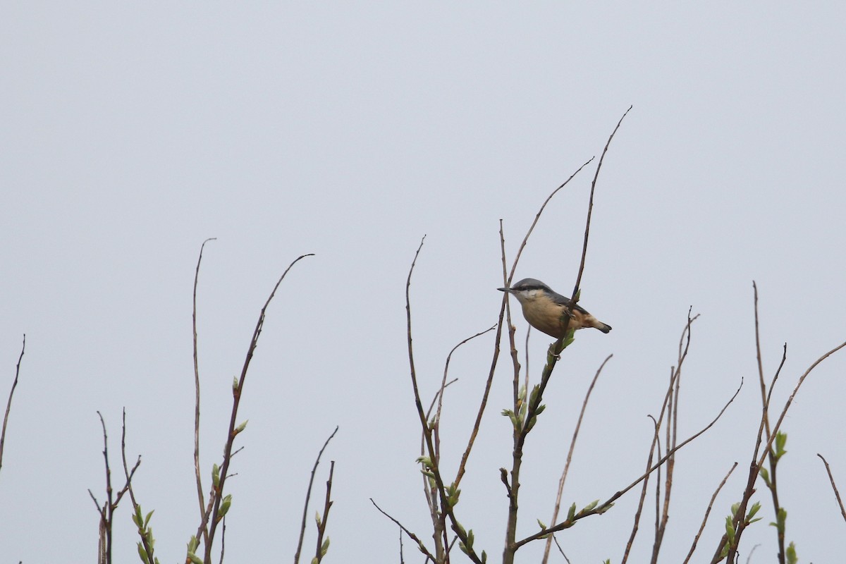 Eurasian Nuthatch (Western) - ML222515691