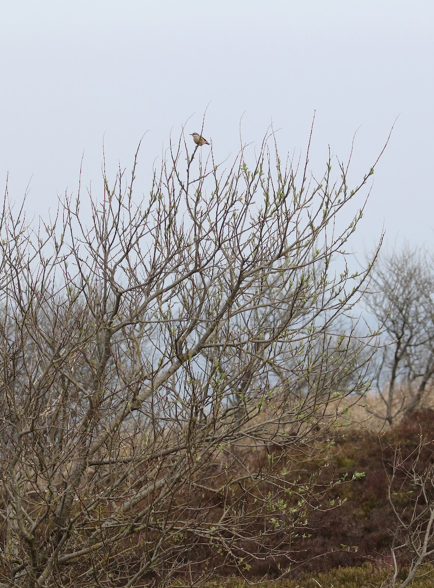 Eurasian Nuthatch (Western) - ML222515711