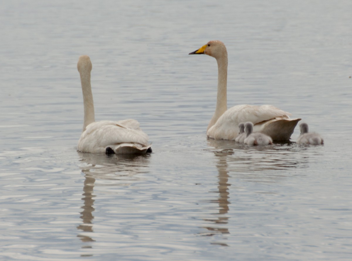 Whooper Swan - ML222517511