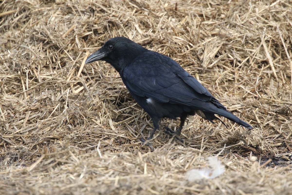 Carrion Crow - Daniel Branch