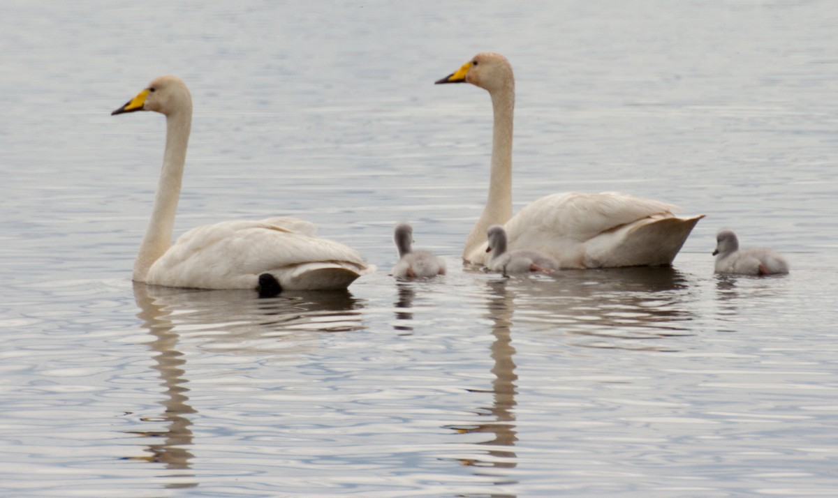 Whooper Swan - ML222517901