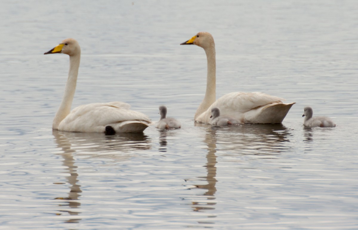 Whooper Swan - ML222517911