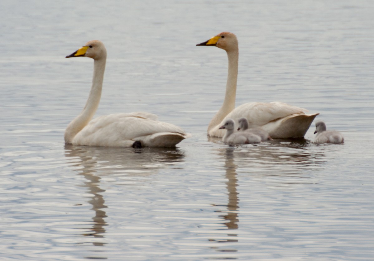 Whooper Swan - ML222517921