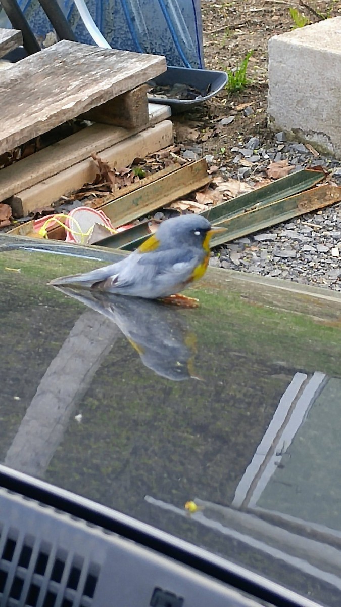 Northern Parula - ML222519291