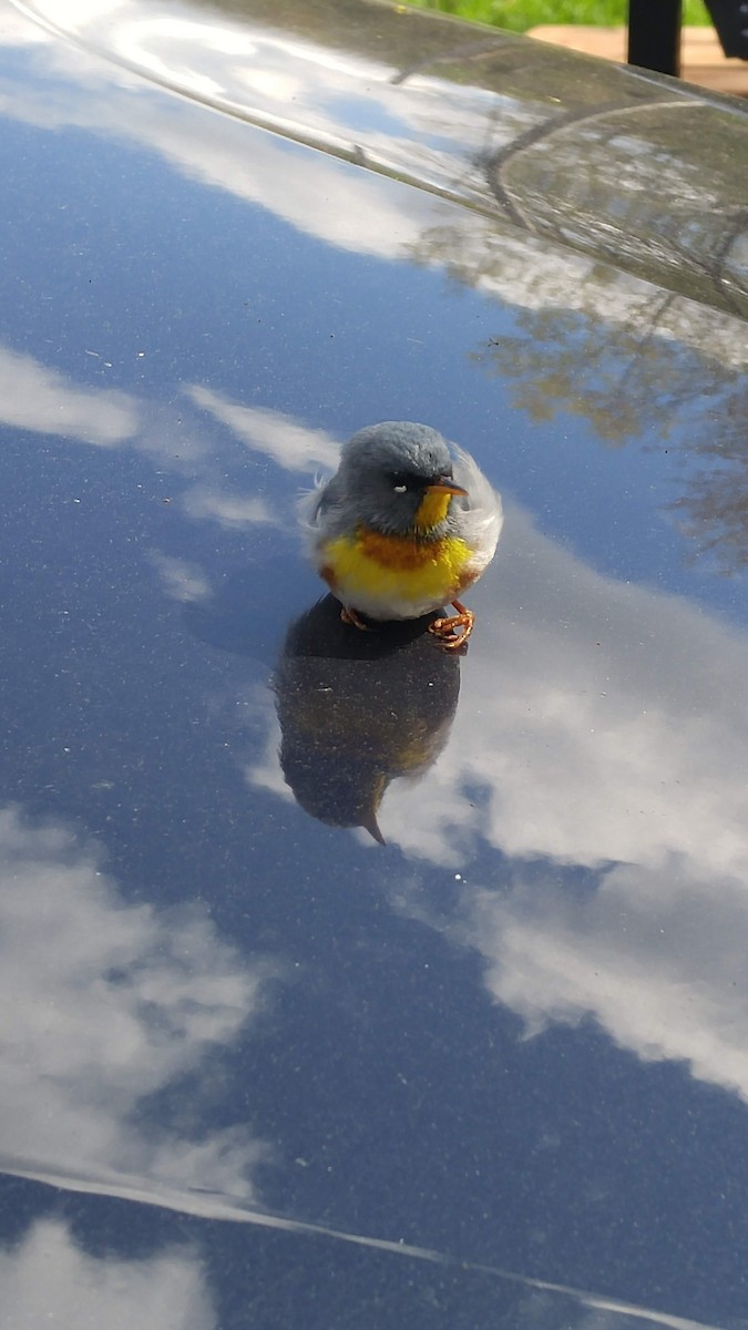 Northern Parula - ML222519481