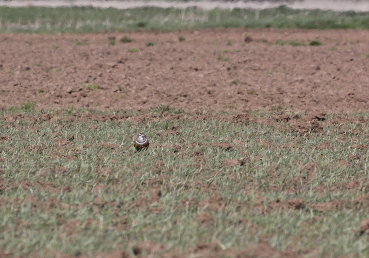 Eurasian Dotterel - ML222519661