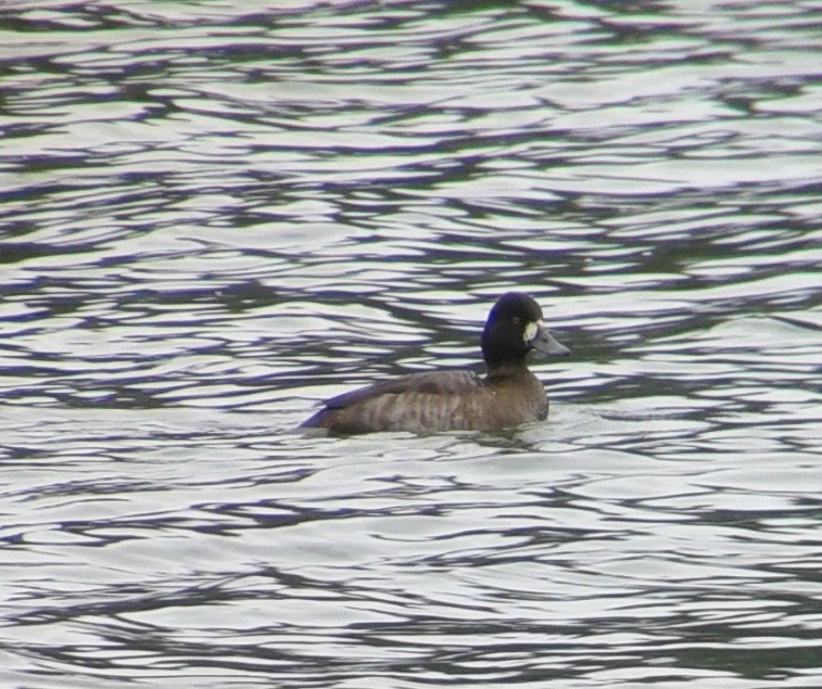 Lesser Scaup - ML222520971