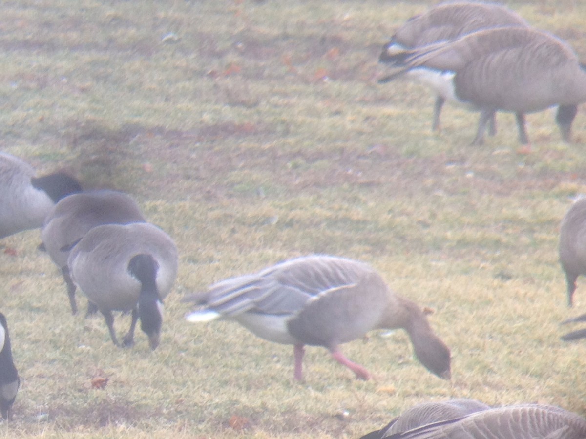 Pink-footed Goose - ML222521771