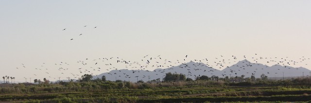 White-faced Ibis - ML222522801