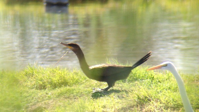 Cormoran vigua - ML222523231