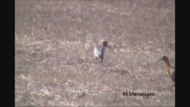 Black-faced Ibis - ML222527161