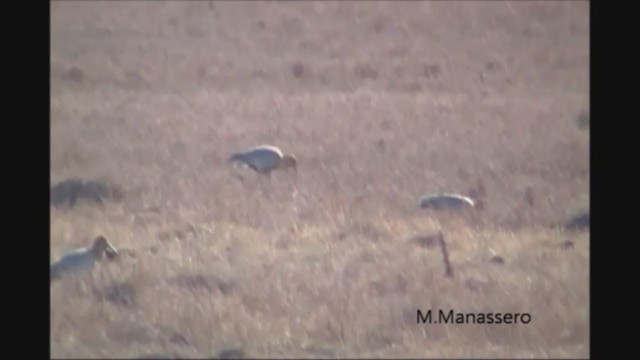 Black-faced Ibis - ML222527251