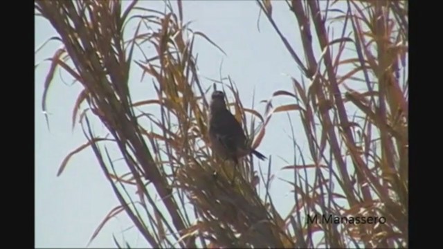 Patagonian Mockingbird - ML222527331