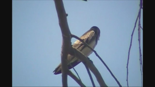 Brown-chested Martin - ML222528021