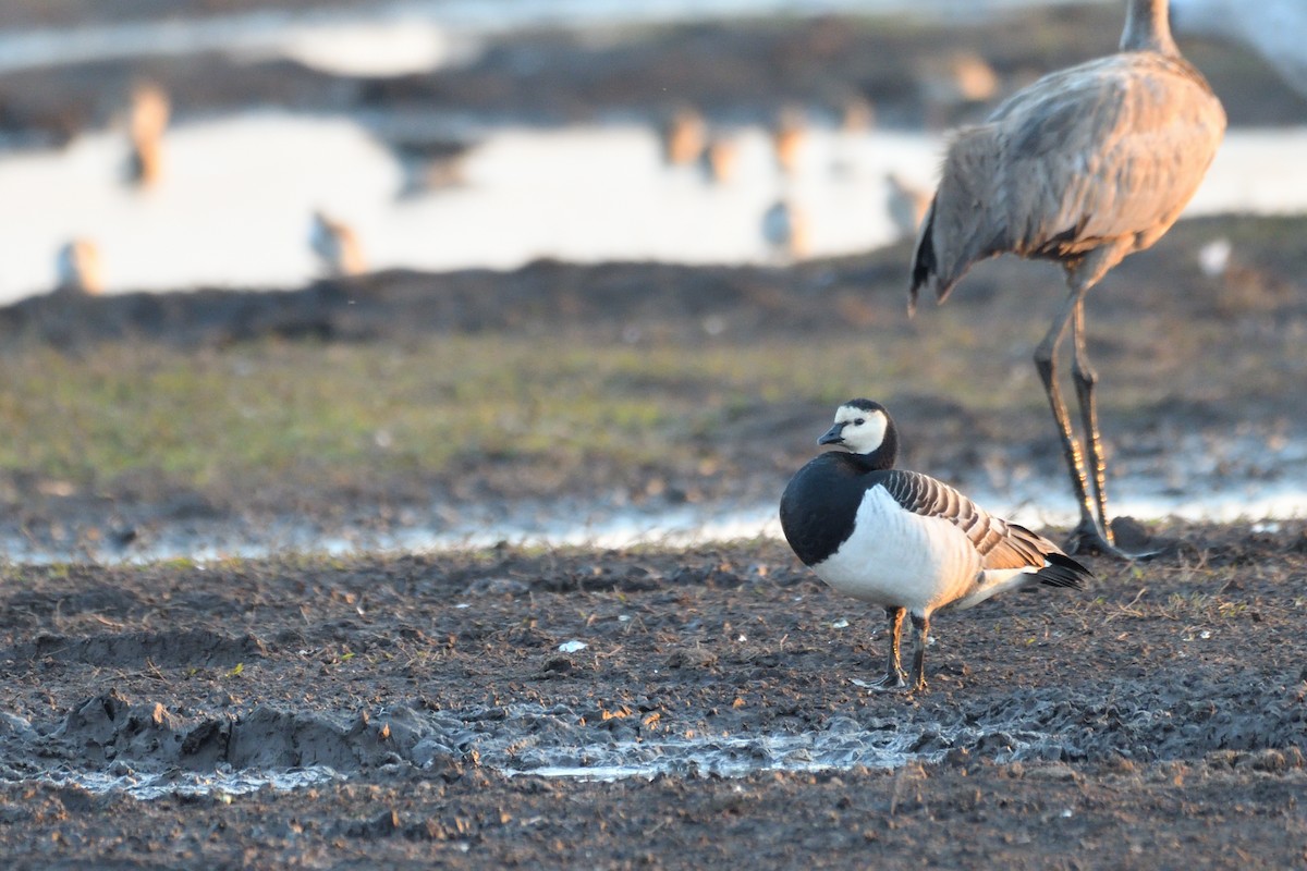 Barnacle Goose - ML222528551