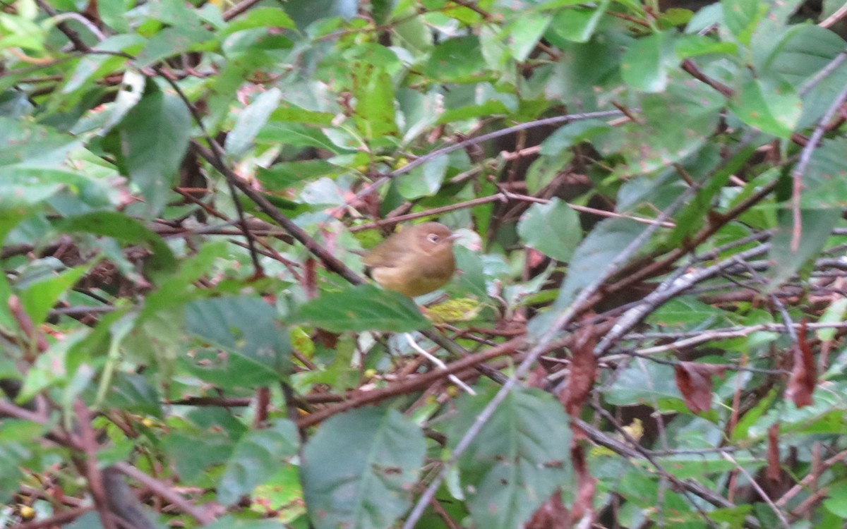 Connecticut Warbler - ML222528801