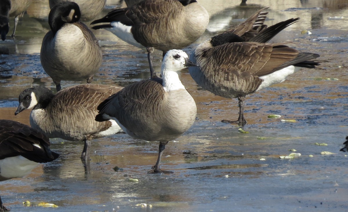 Canada Goose - ML222529321