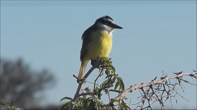 Great Kiskadee - ML222530681