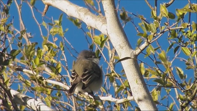Suiriri Flycatcher - ML222530721