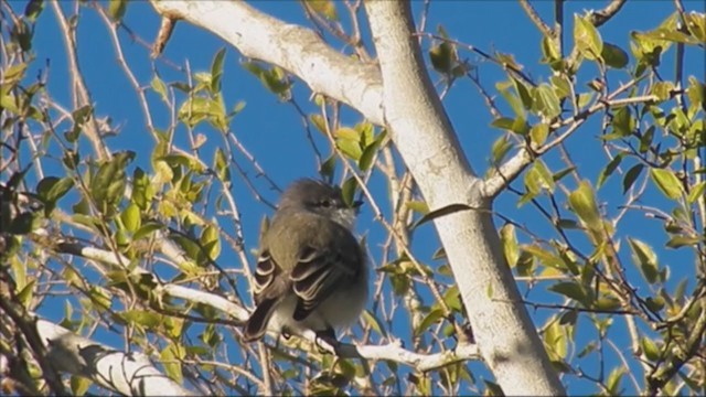 Suiriri Flycatcher - ML222530721