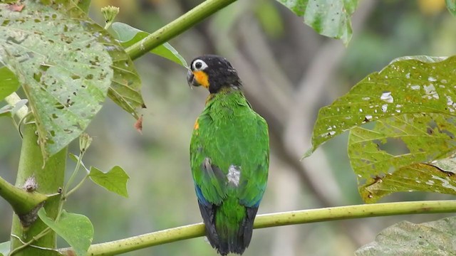 Orange-cheeked Parrot - ML222531491