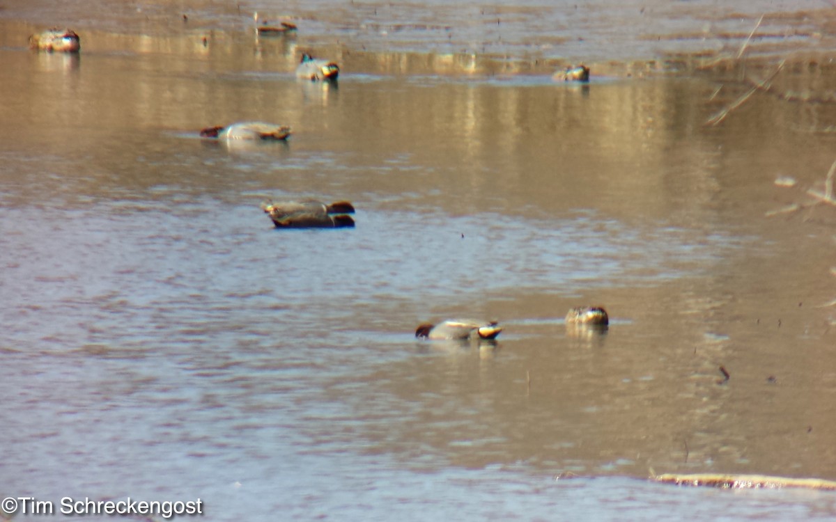 Green-winged Teal (Eurasian) - ML222531931