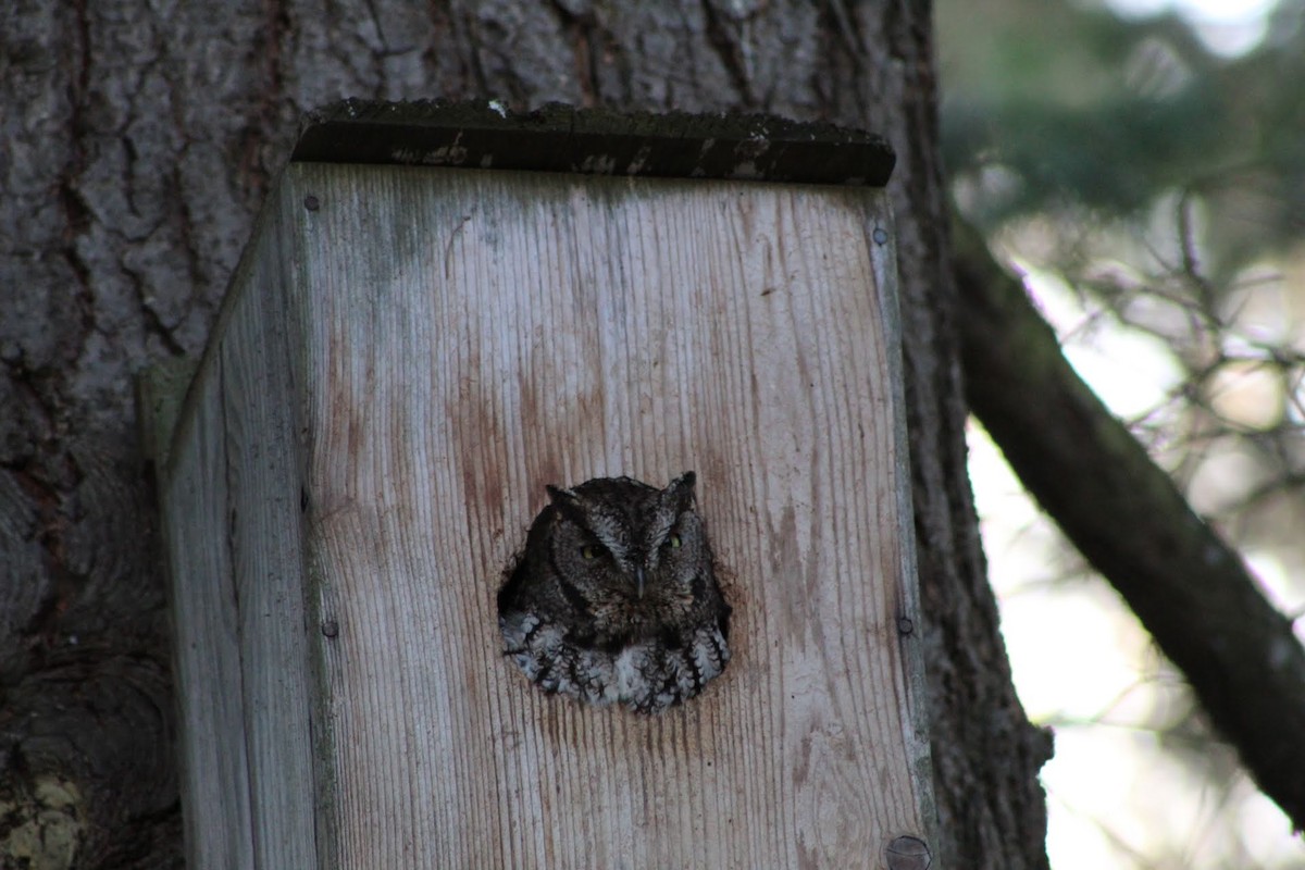 Western Screech-Owl - ML222533271