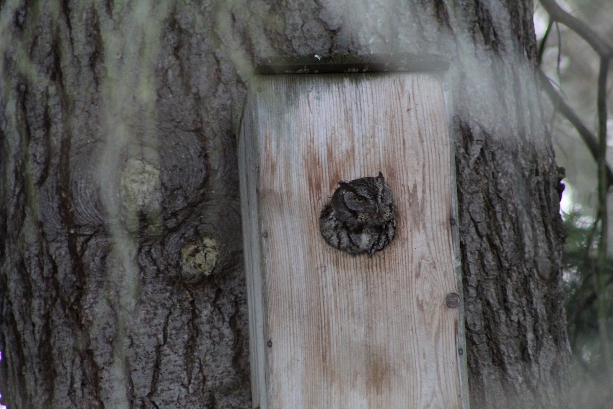 Western Screech-Owl - ML222533481