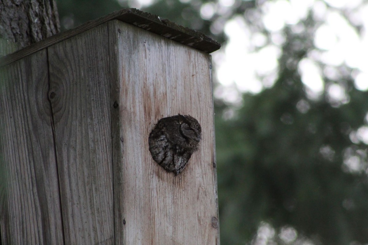 Western Screech-Owl - ML222533491