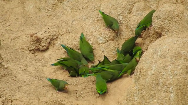 Cobalt-winged Parakeet - ML222533841