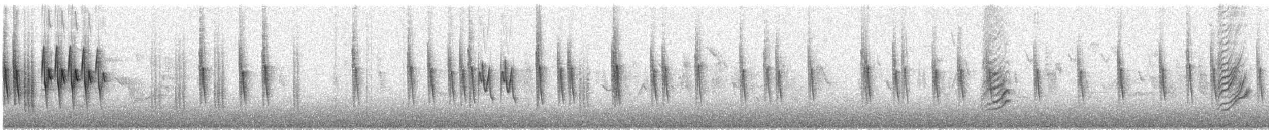 Pouillot de Tickell (affinis/perflavus) - ML222536681