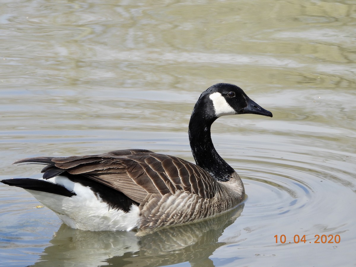 Canada Goose - Kurt Emmert  🦆