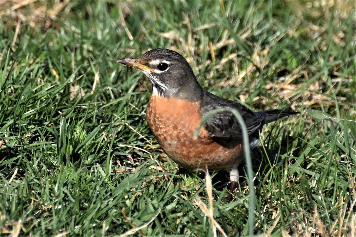 American Robin - ML222538021