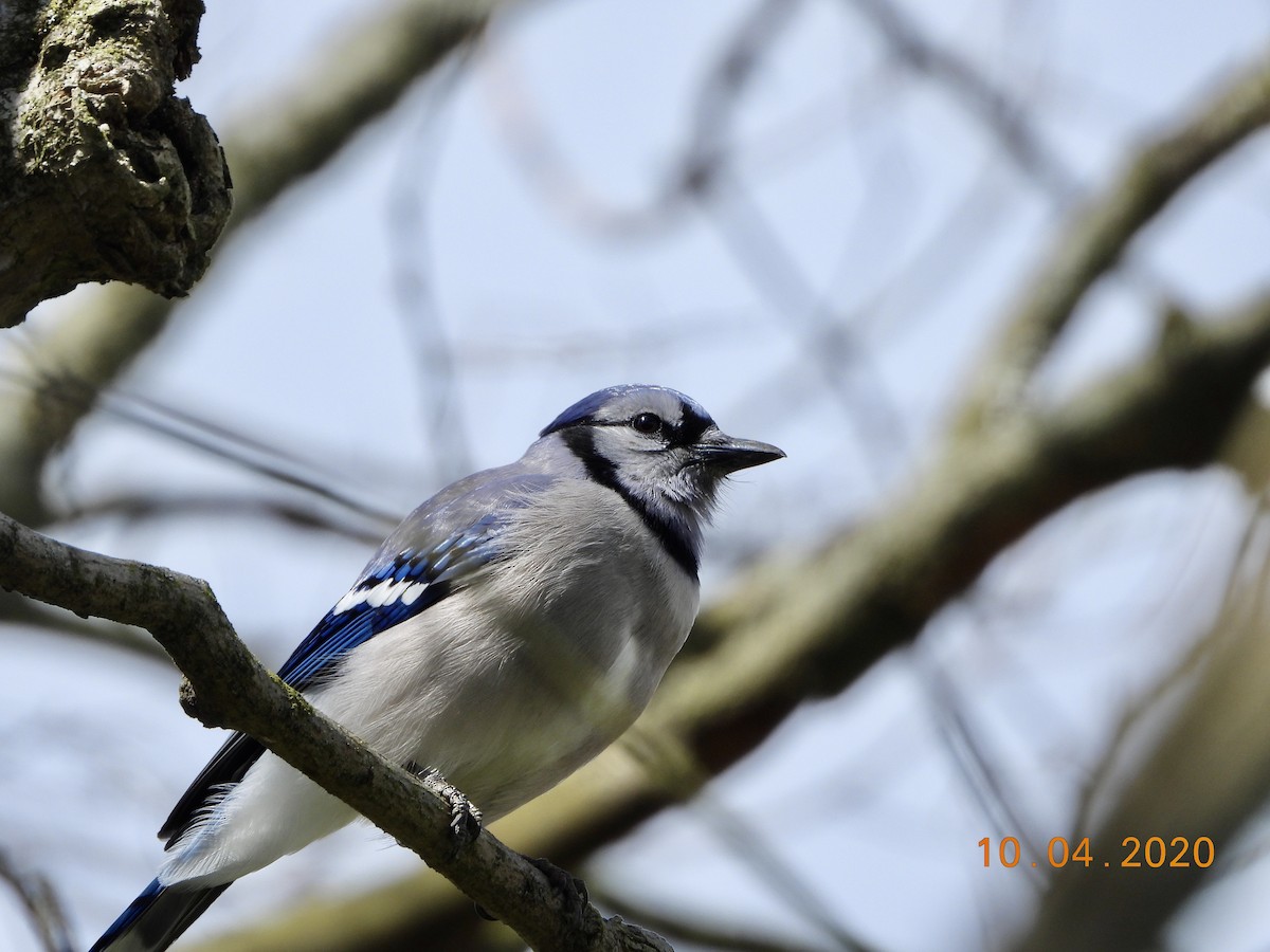 Blue Jay - ML222538281