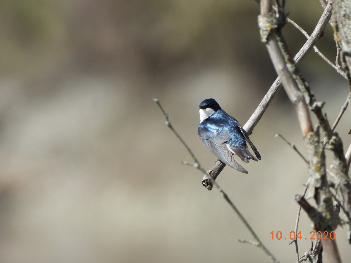 Golondrina Bicolor - ML222538391