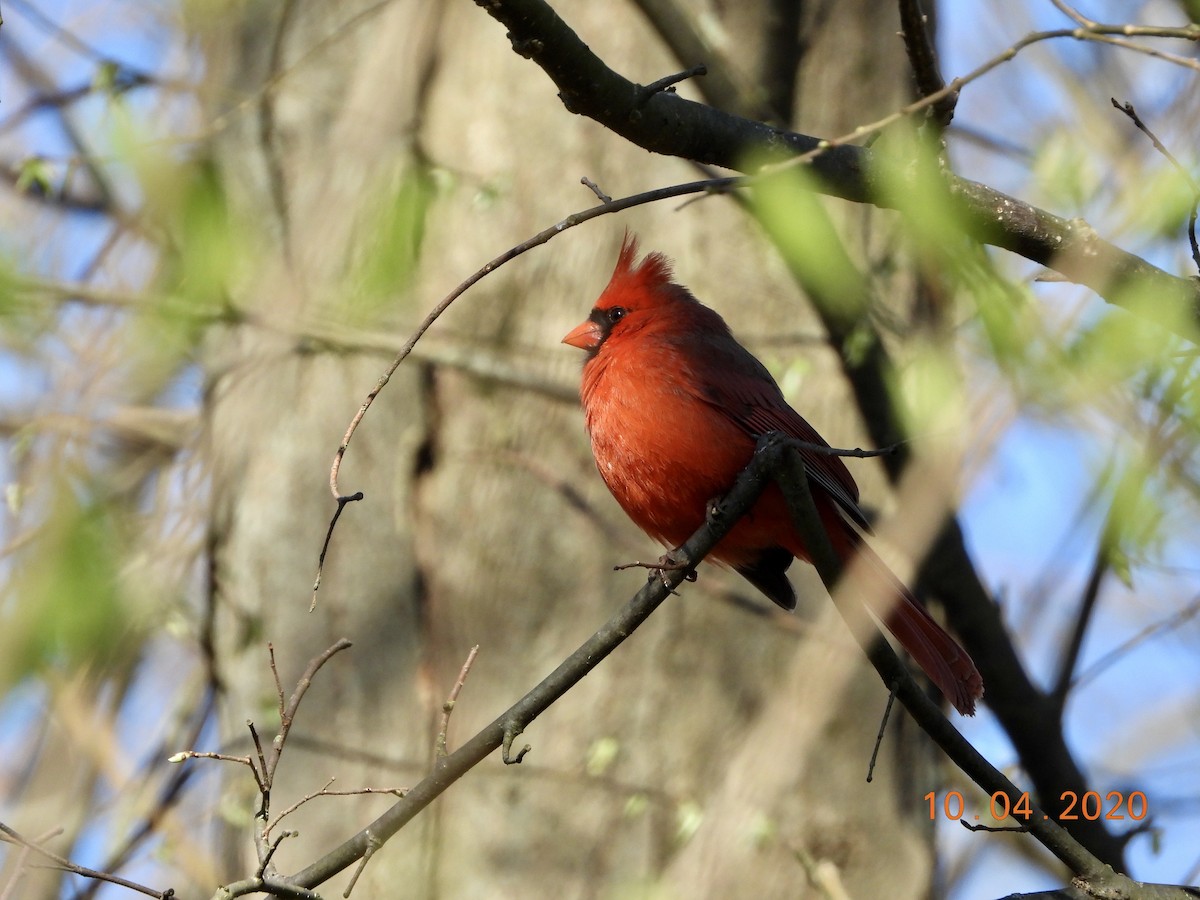 Northern Cardinal - ML222538661