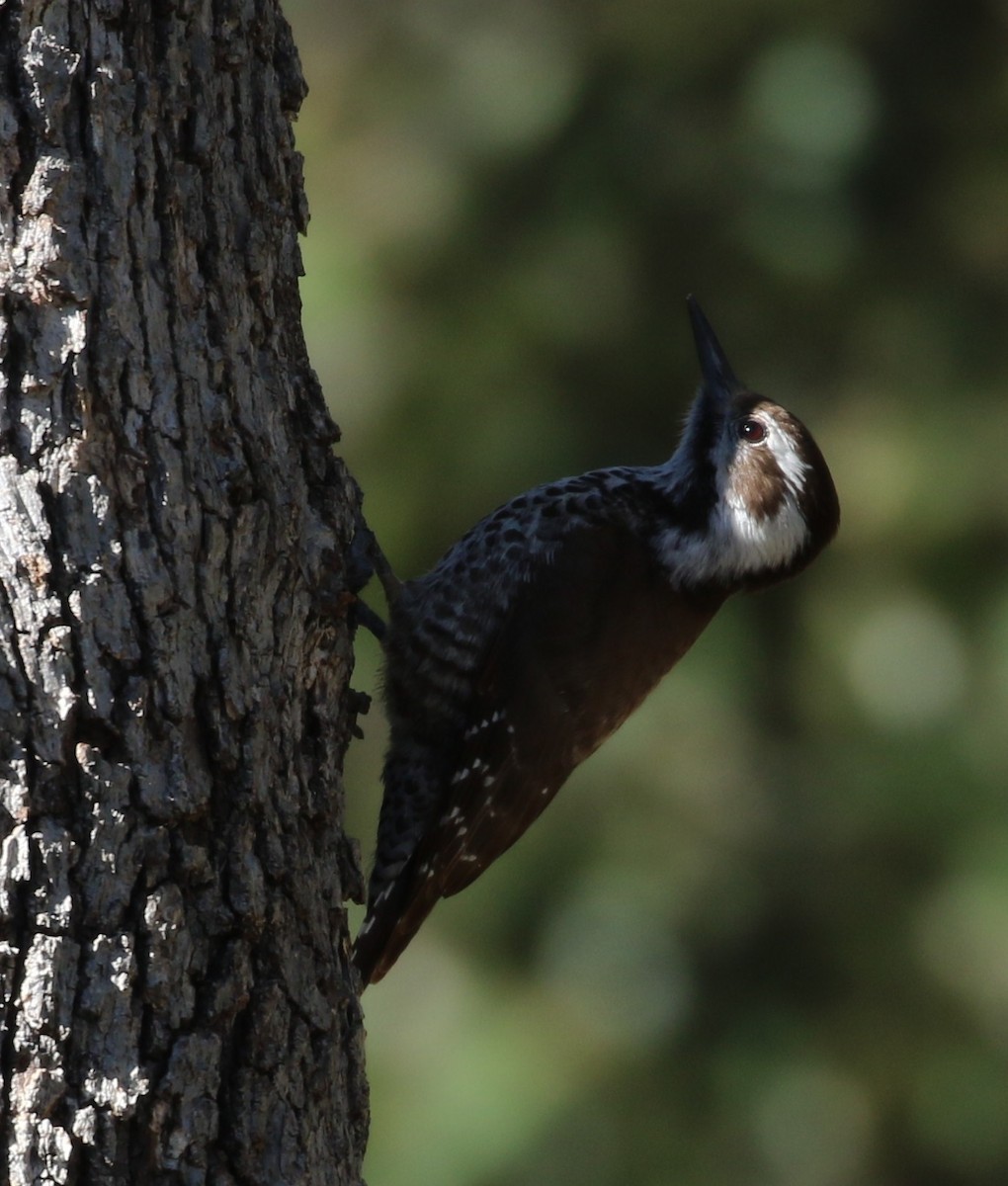 Arizona Woodpecker - Don Coons