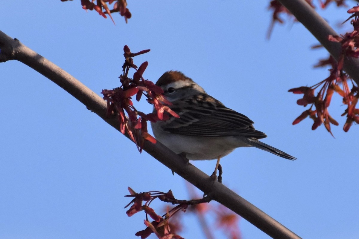 Chipping Sparrow - ML222539461