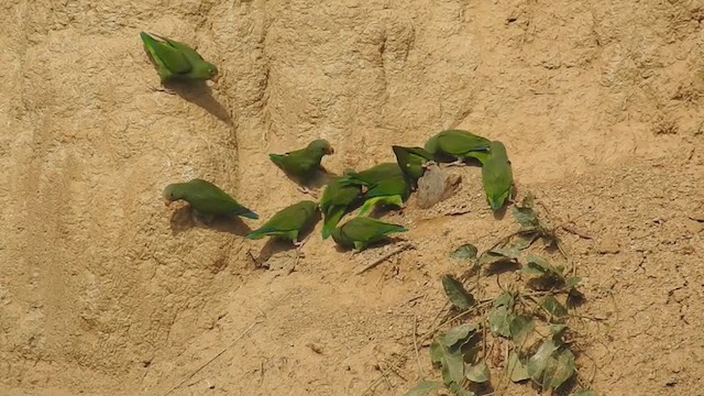 Cobalt-winged Parakeet - ML222540231