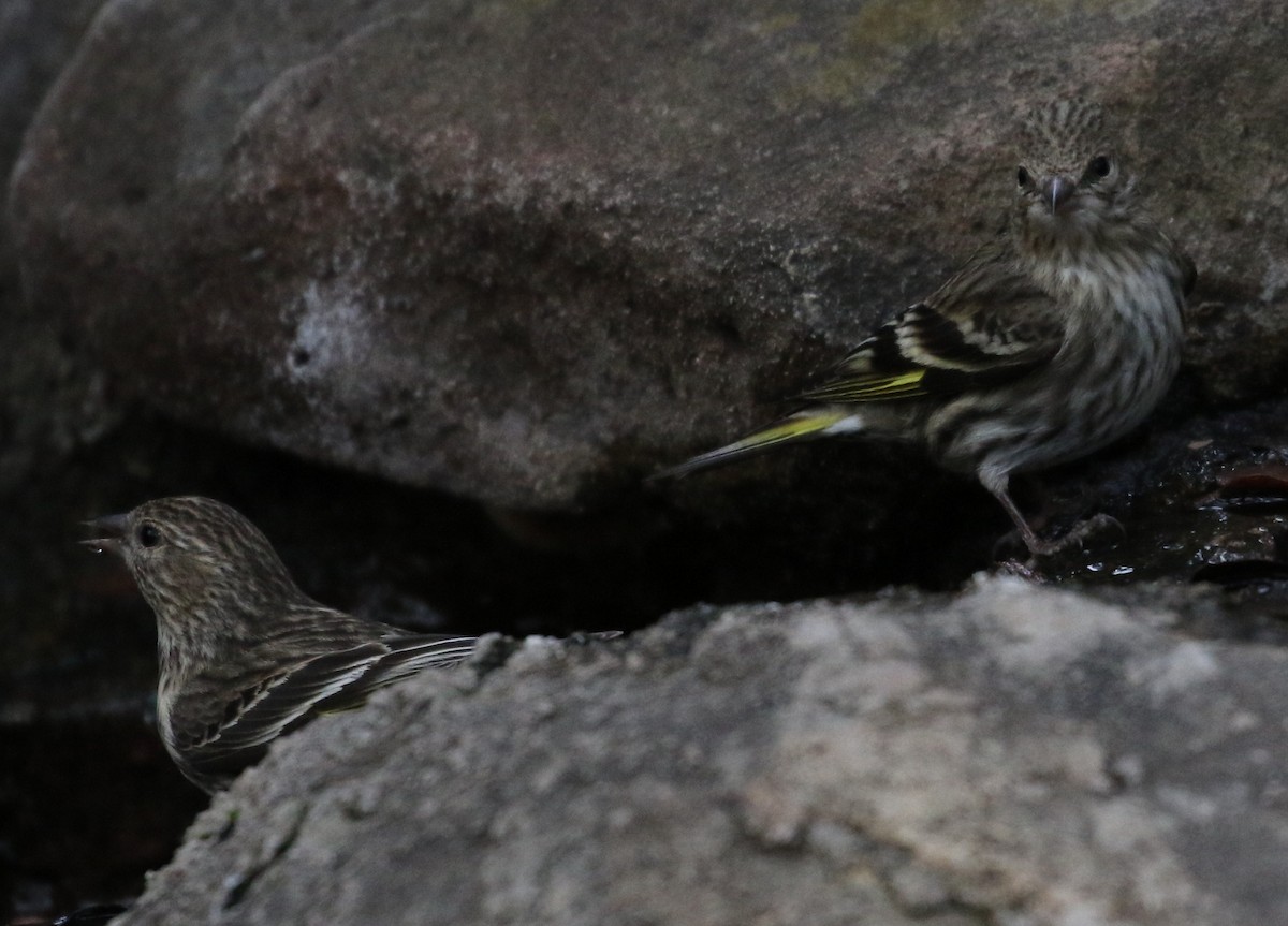 Pine Siskin - ML222540811